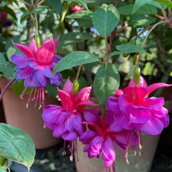 Up next at Tanglewood Nursery: Fuchsia Sale from 28 November 2025