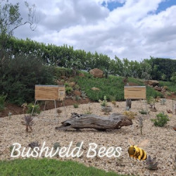 For Bee-related Products and Services contact Bushveld Bees