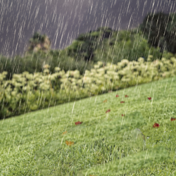 From sodden to sorted – A 5-step recovery plan for rain-soaked lawns