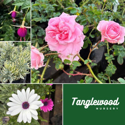 It is time for the Tanglewood Nursery Spring Sale 2026 