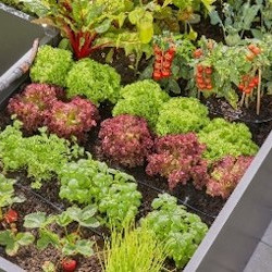Personal, low-maintenance, and water-wise gardening