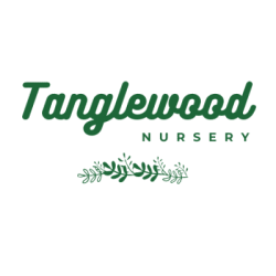 Winter in the garden with Tanglewood Nursery