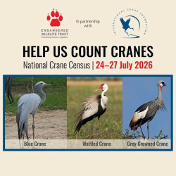 Counting Cranes for National Crane Census 24 - 27 July 2026