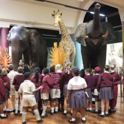 Pietermaritzburg Museum fascination for Cowan House Grade 3s 