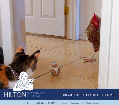 hilton vet valentines