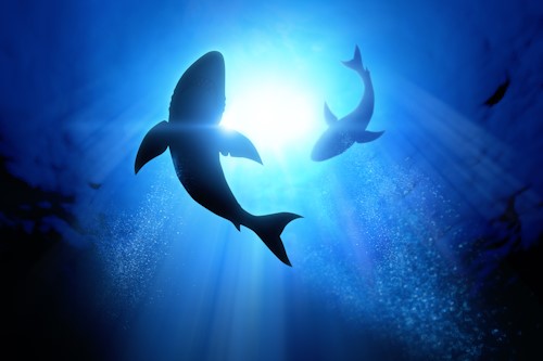 GreatWhiteCredit shutterstock 213109039
