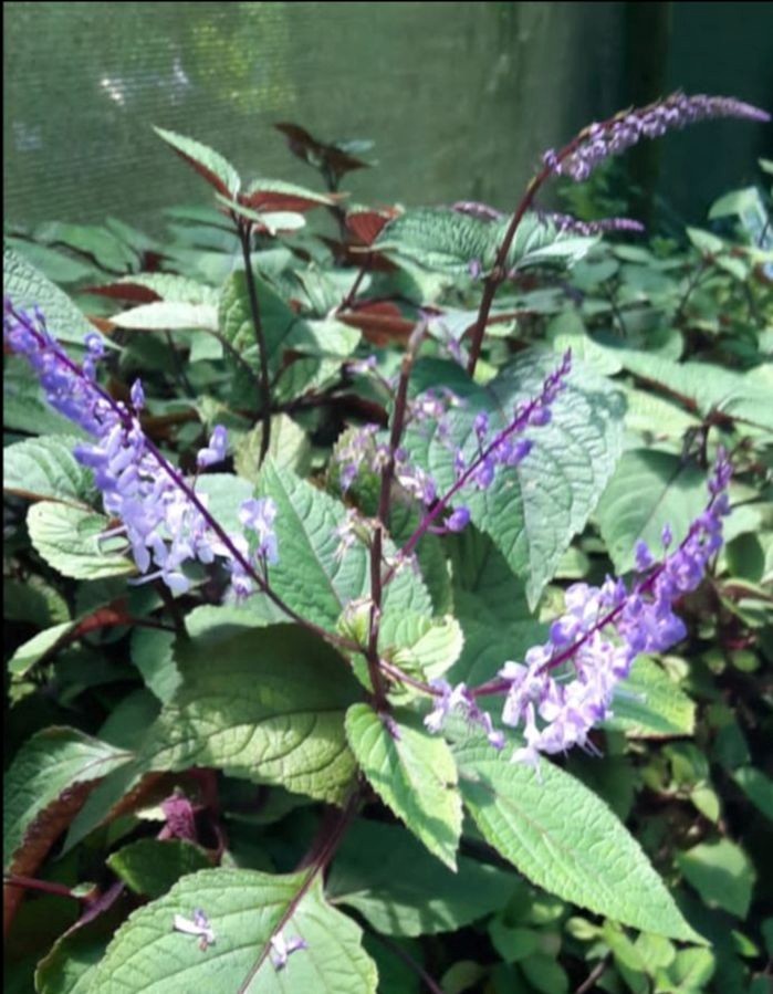 tanglewood plectranthus