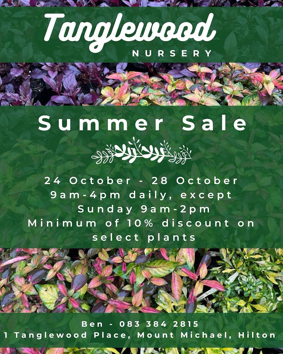 tanglewood summer sale hilton