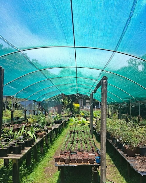 tanglewood news