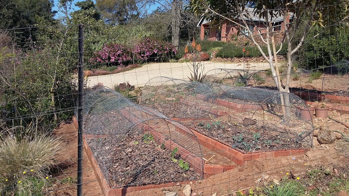 Veg Cages 1