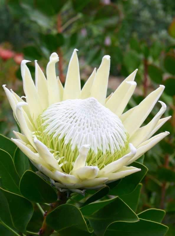 a king white protea at ronnoco nursery hilton