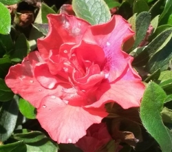 azalea