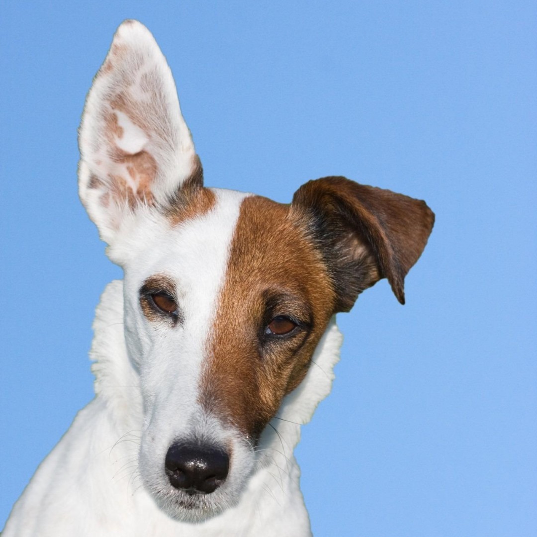 deaf dog awareness week