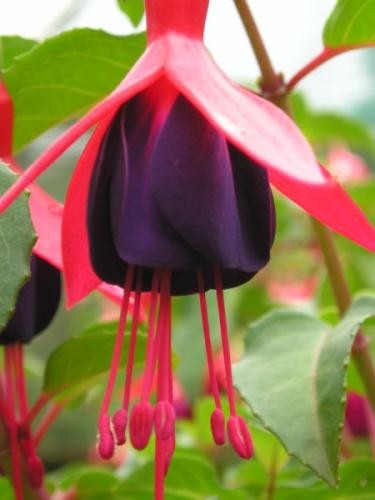 fuchsia 2021