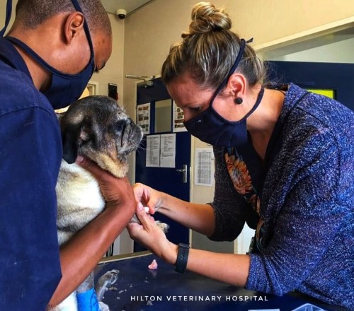 hilton vet hospital cover
