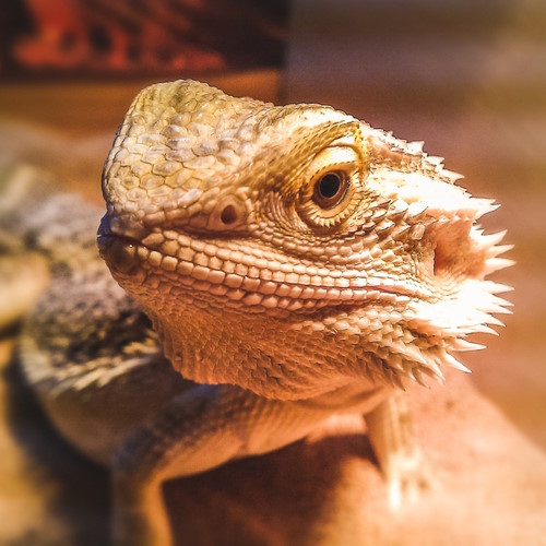 bearded dragon hilton vet