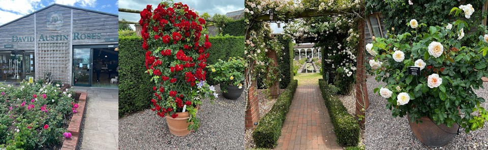 david austin roses uk