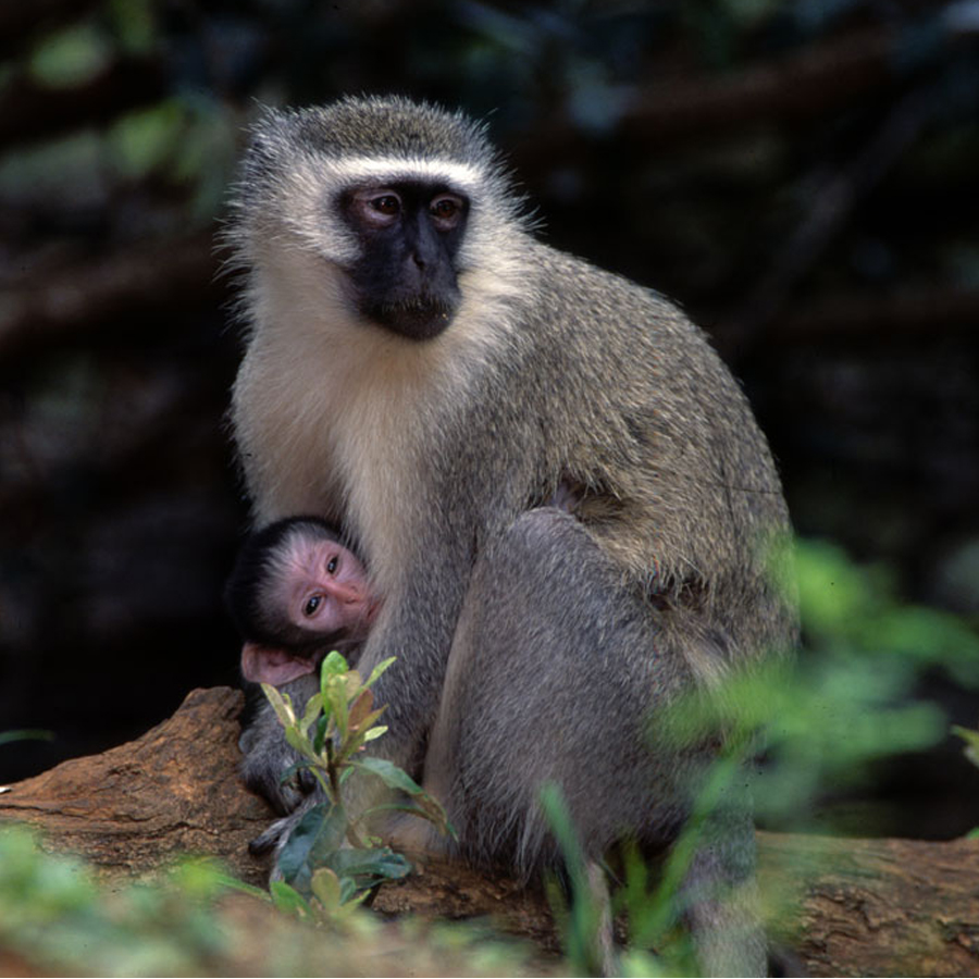 Vervet from EKZNW