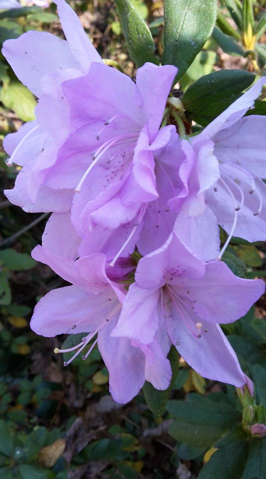 lilac azalea