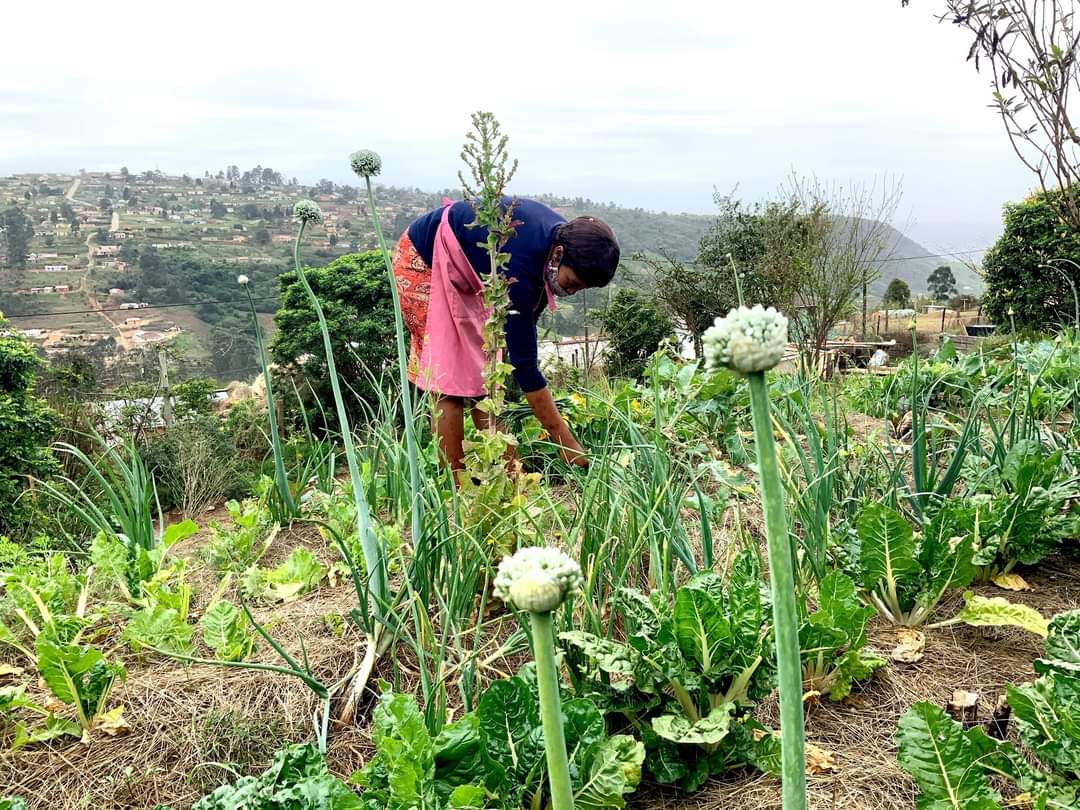 ithemba veggies