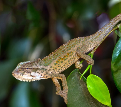 midlands dwarf chameleon cover
