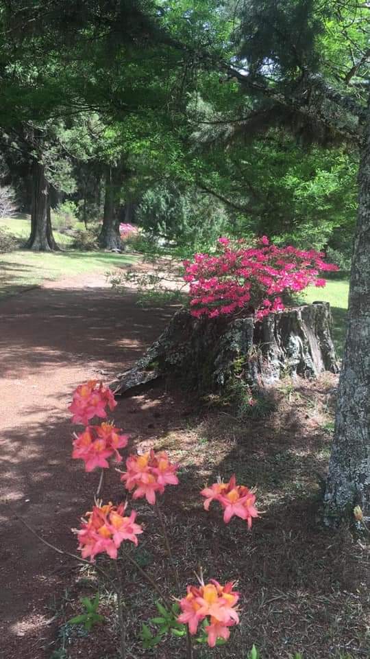benvie gardens