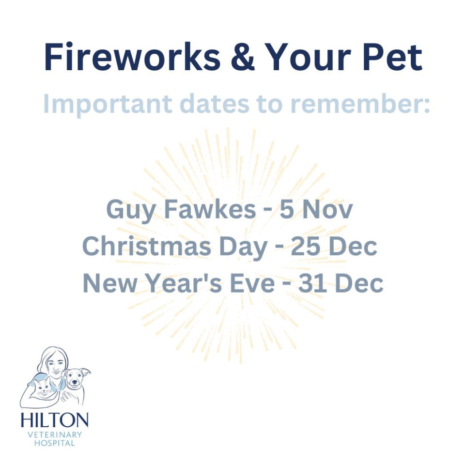 fireworks and pets by hilton vet