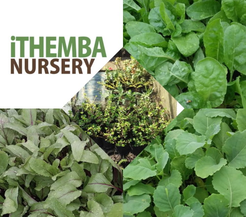 ithemba nursery reko oct 2022