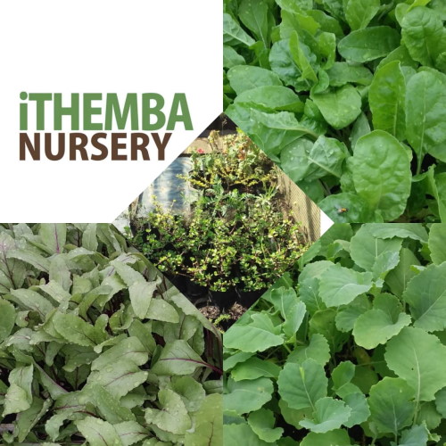 ithmbe nursery at reko hilton