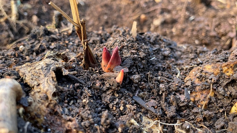peony roots