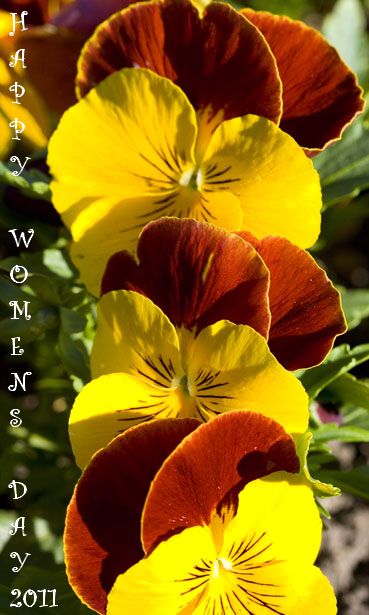Womensdaypansies2011