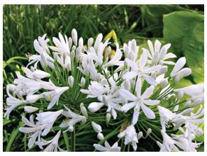 tanglewood nursery november sale