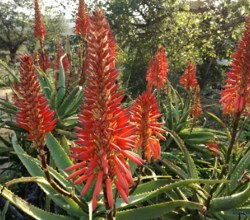 aloes