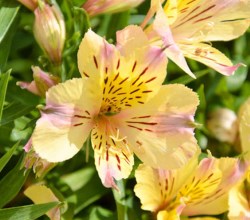 tanglewood nursery summer sale 2016