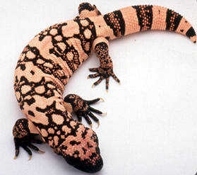 gila monster