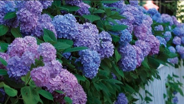hydrangeas