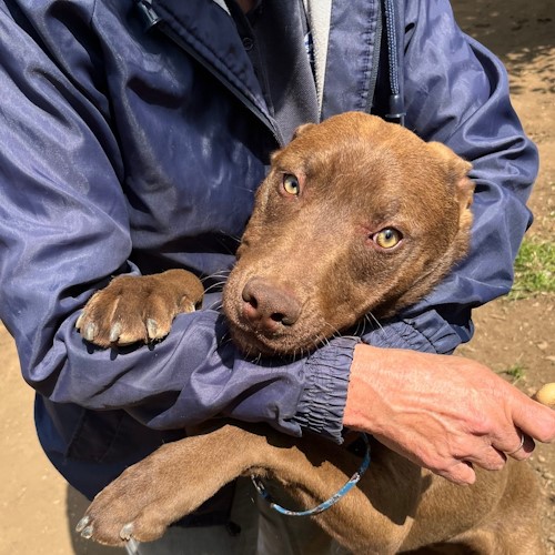 spca home needed