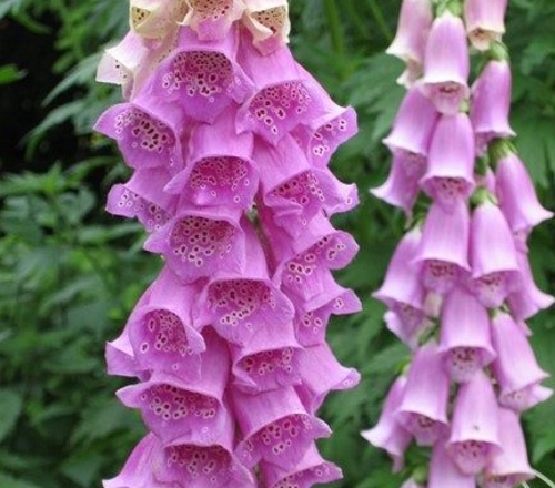 tanglewood foxgloves