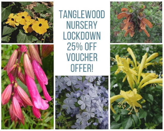 tanglewood voucher cover